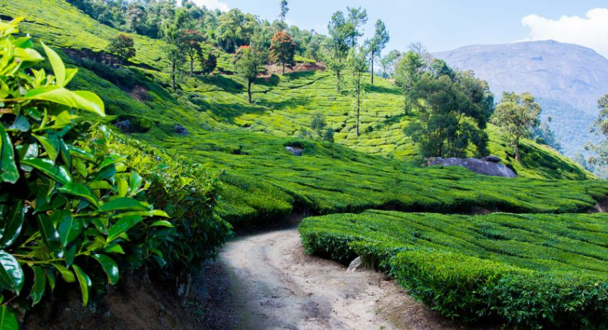 5. Munnar, Kerala