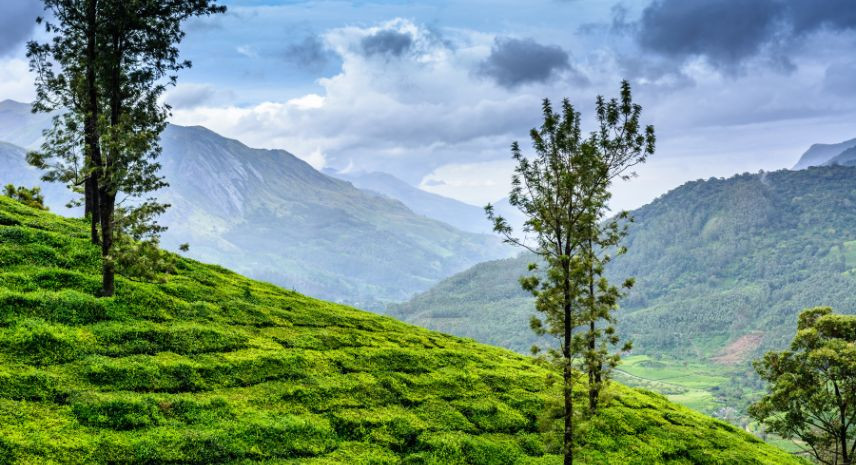 4. Wayanad – The Green Paradise